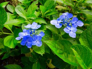 京都大原三千院紫陽花青