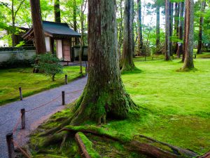 京都大原三千院木々