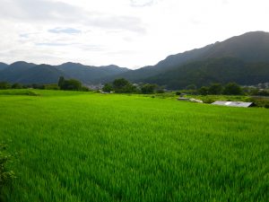 京都大原田んぼ