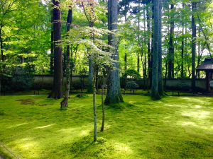 京都大原三千院苔寺