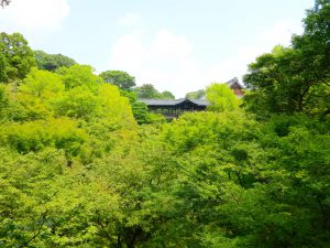 東福寺新緑