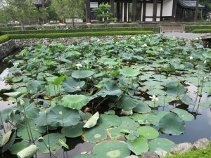 東福寺蓮