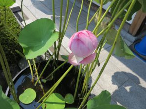 東福寺蓮の花