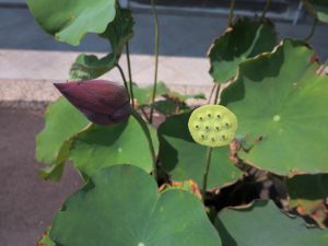 東福寺蓮つぼみ