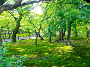 東福寺青葉