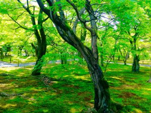 東福寺新緑青葉