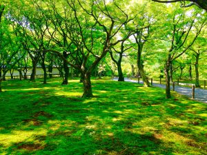 東福寺新緑