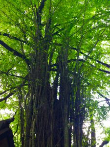貴船神社天然記念物木