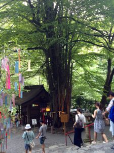 貴船神社天然記念物