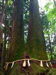 貴船神社相生の大杉