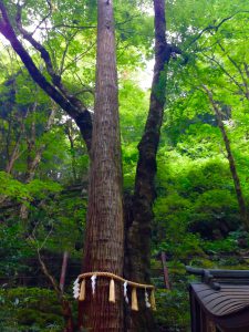 貴船神社夫婦杉