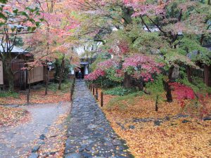 蓮華寺紅葉黄色