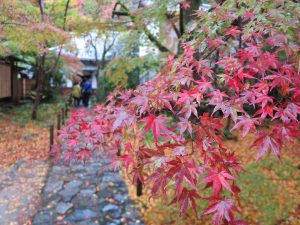 蓮華寺紅葉アップ