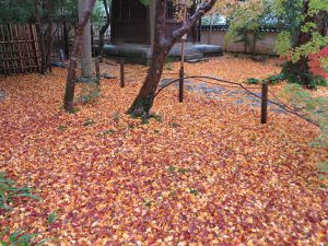 蓮華寺黄色と赤