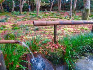 祇王寺紅葉ししおどし