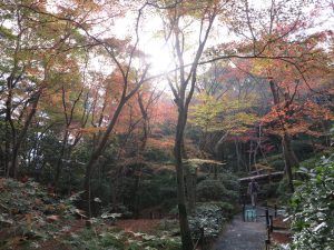 祇王寺紅葉朝日