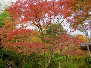 常寂光寺紅葉もみじ