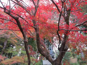 栄摂院紅葉木