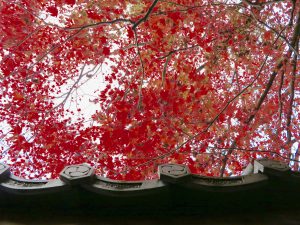 栄摂院紅葉赤い