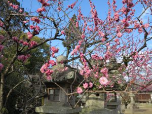 北野天満宮梅枝