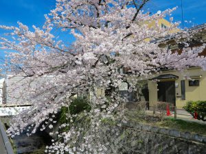 哲学の道桜花見１