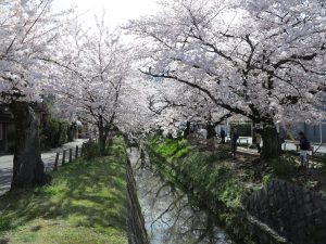 哲学の道桜花見2