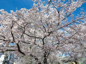 哲学の道桜花見3