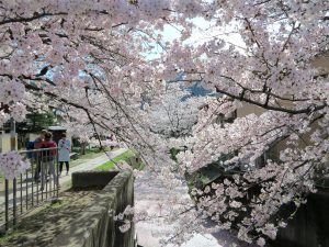 京都 桜お花見の名所 哲学の道 の満足度が高いワケ その 京都観光とグルメのブログ