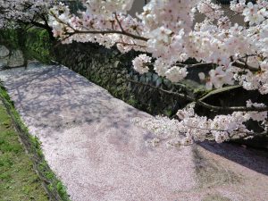 哲学の道桜花見5