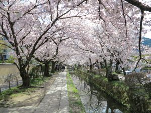 哲学の道桜花見9