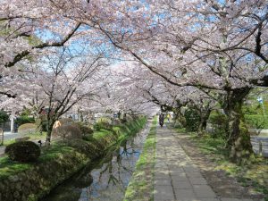 哲学の道桜花見11