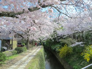 京都桜お花見哲学の道f