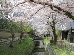 京都桜お花見哲学の道hh