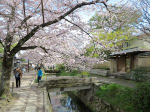 京都桜お花見哲学の道j