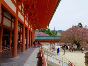 平安神宮桜お花見4