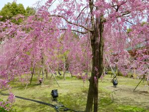 平安神宮桜お花見7