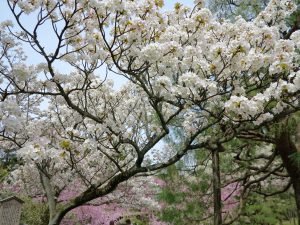 平安神宮桜お花見9