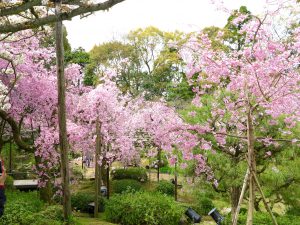 平安神宮桜お花見21