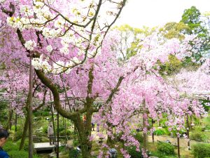 平安神宮桜お花見25