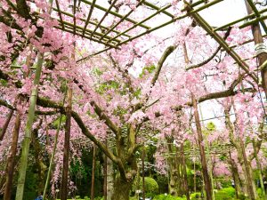 平安神宮桜お花見24