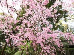 平安神宮桜お花見22