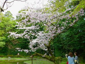 平安神宮桜お花見6