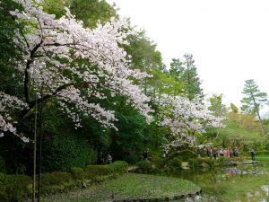 平安神宮桜お花見11