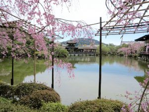 平安神宮桜お花見12