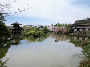 平安神宮桜お花見14