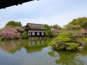 平安神宮桜お花見15
