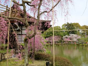 平安神宮桜お花見17