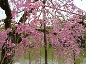 平安神宮桜お花見18
