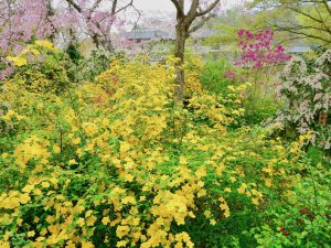 原谷苑お花見京都