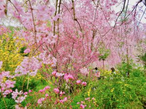 原谷苑桜お花見12